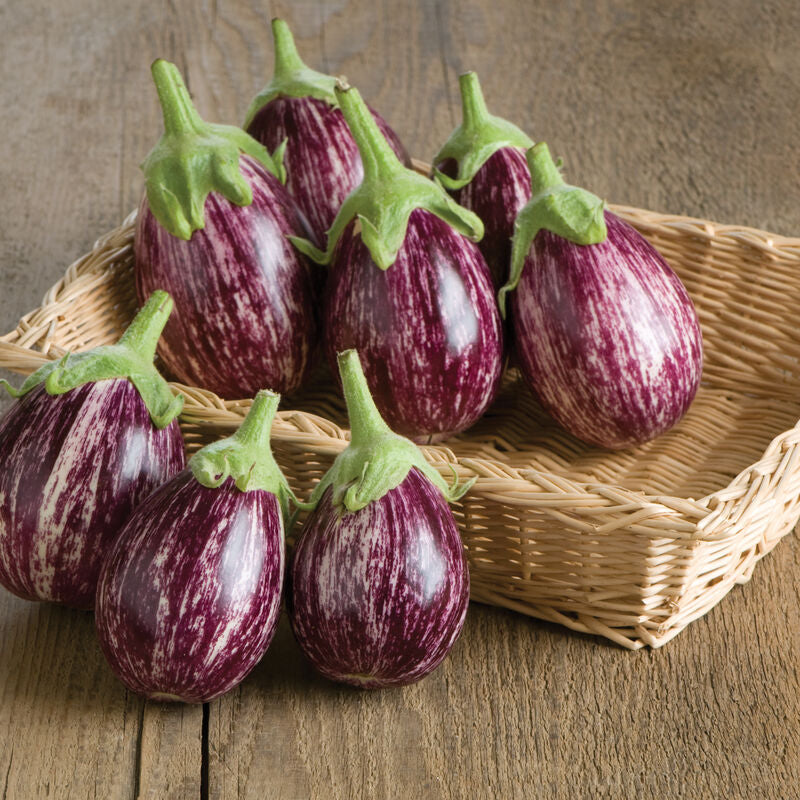 Calliope
(F1) Eggplant Seed
