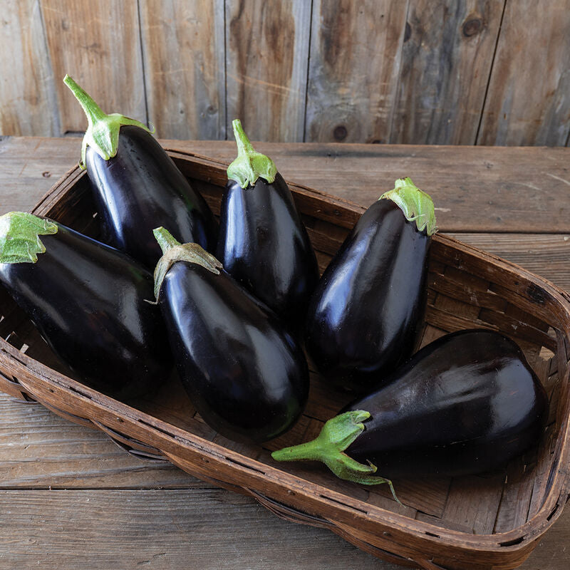 Thanos
(F1) Eggplant Seed