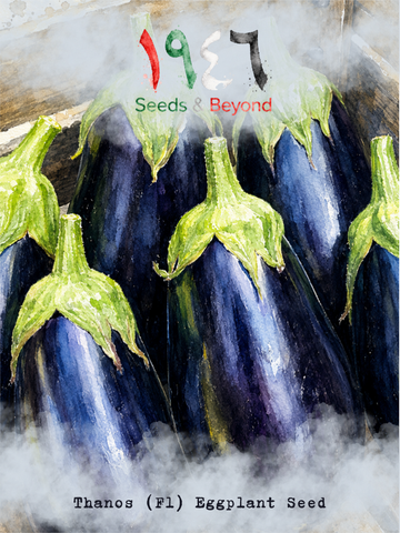 Thanos
(F1) Eggplant Seed