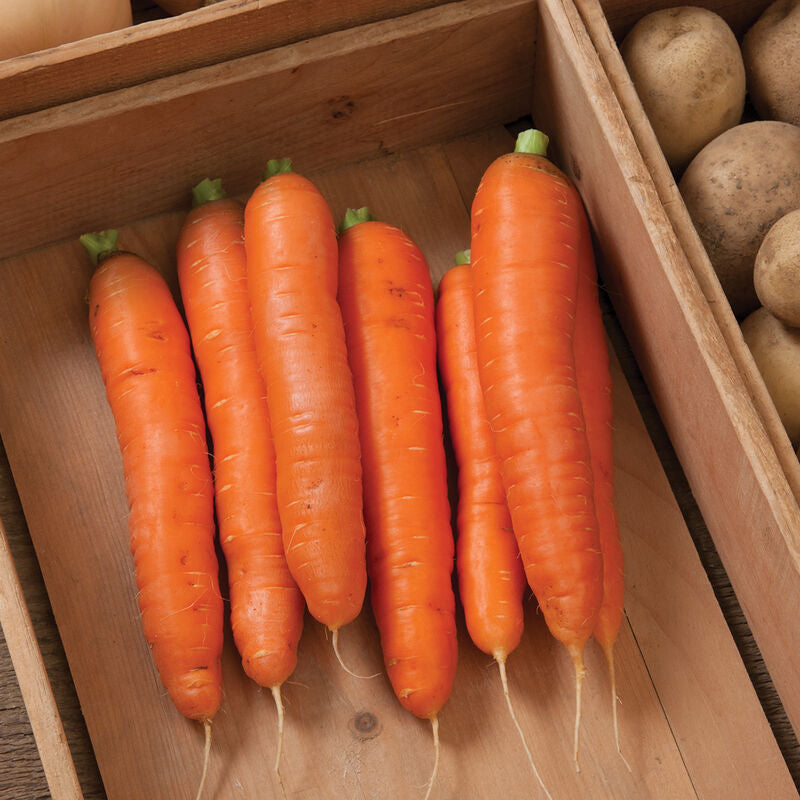 Bolero
Pelleted (F1) Carrot Seed
