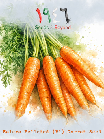 Bolero
Pelleted (F1) Carrot Seed