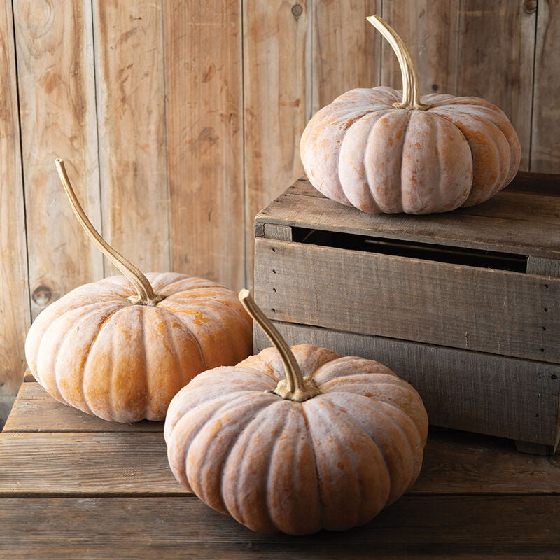 Wan Fu
(F1) Pumpkin Seed