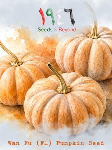 Wan Fu
(F1) Pumpkin Seed