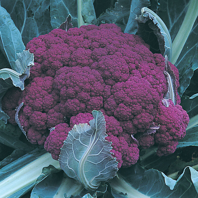 Graffiti
(F1) Cauliflower Seed