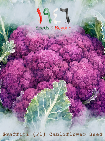 Graffiti
(F1) Cauliflower Seed