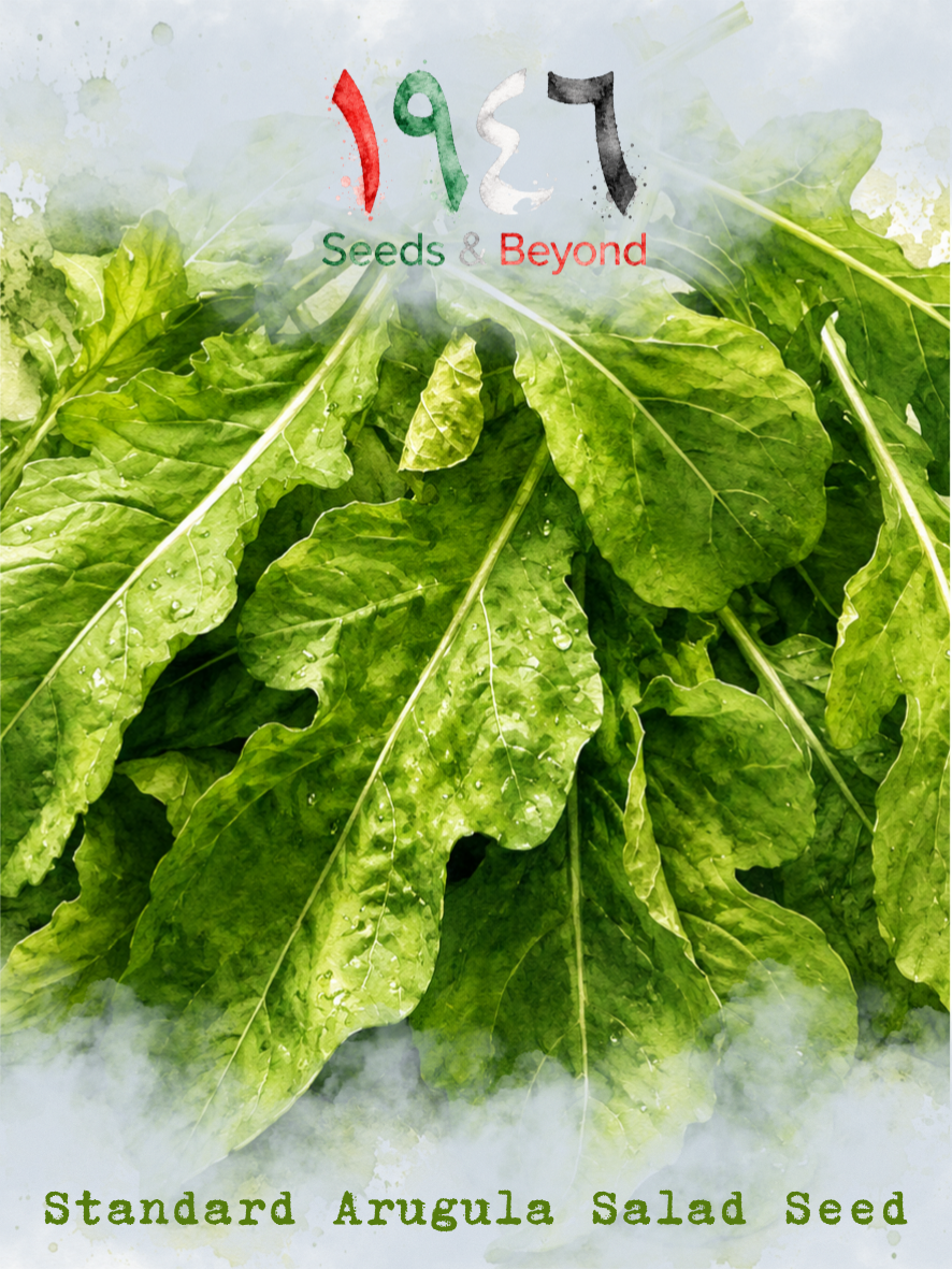 Standard Arugula Salad Seed