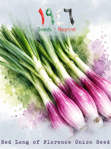 Red Long of Florence
Onion Seed