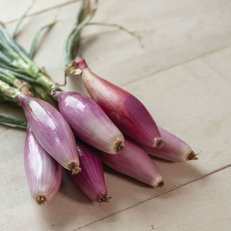 Red Long of Florence
Onion Seed