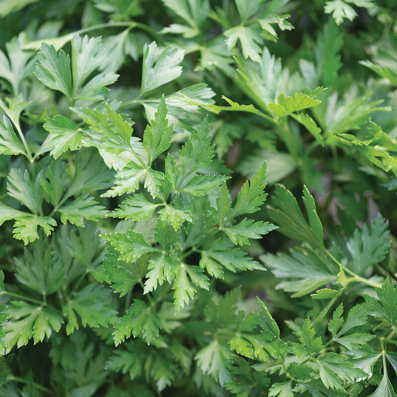 Splendid
Organic Parsley Seed