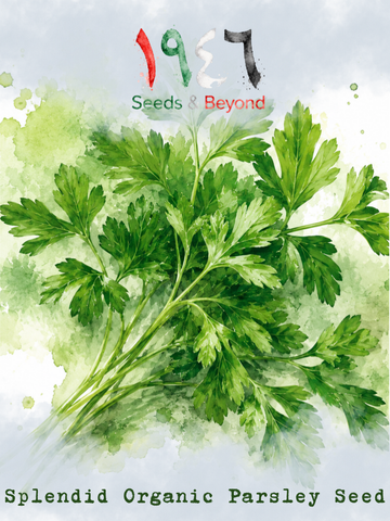 Splendid
Organic Parsley Seed
