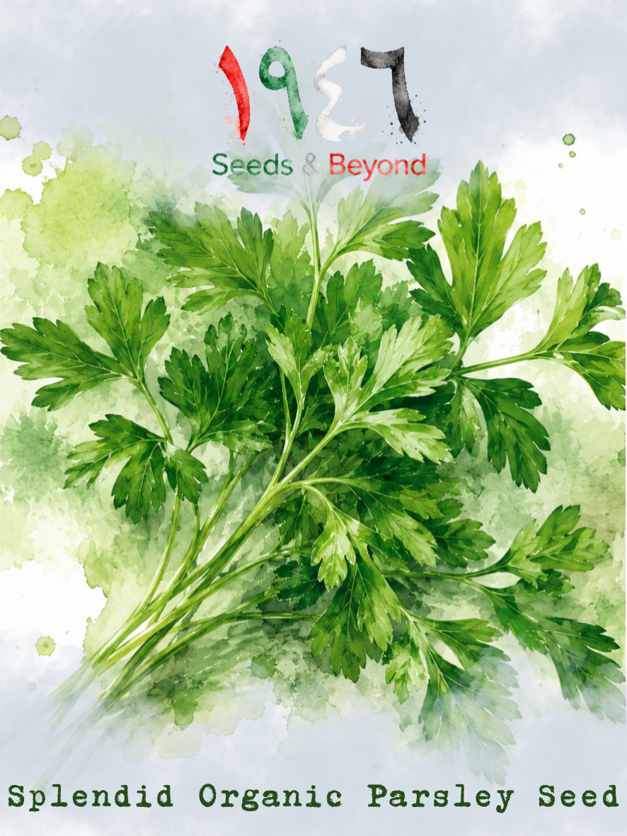 Splendid
Organic Parsley Seed