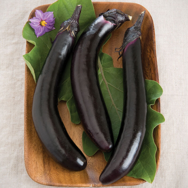 Orient Express
(F1) Eggplant Seed