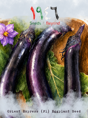 Orient Express
(F1) Eggplant Seed