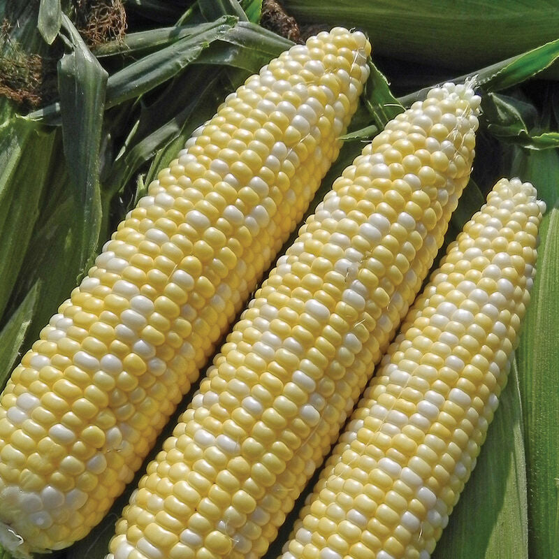 Allure
(F1) Corn Seed