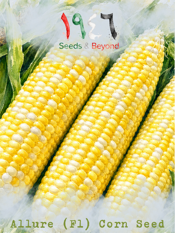 Allure
(F1) Corn Seed