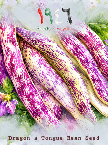 Dragon's Tongue
Bean Seed