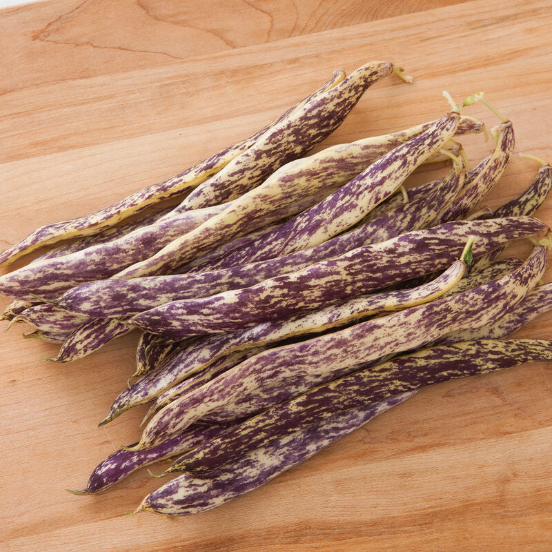 Dragon's Tongue
Bean Seed