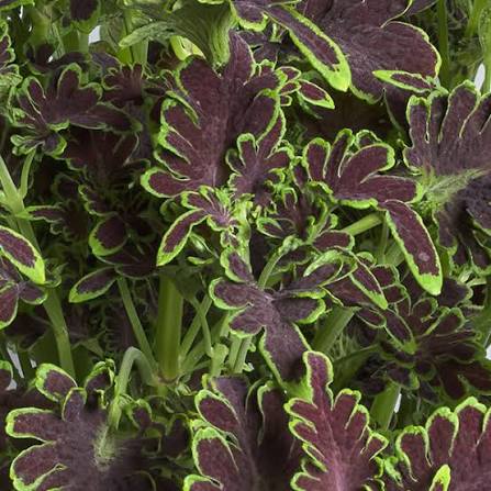 Colocha Chocolate Green Coleus