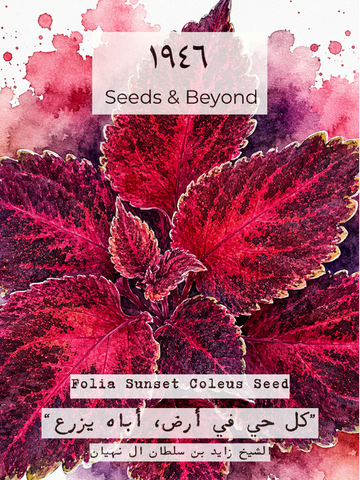 Folia Sunset Coleus Seed