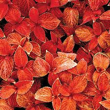Folia Sunset Coleus Seed
