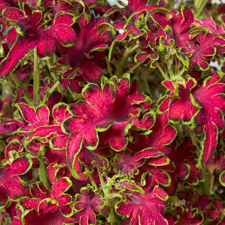 Colocha Rose Coleus Seed