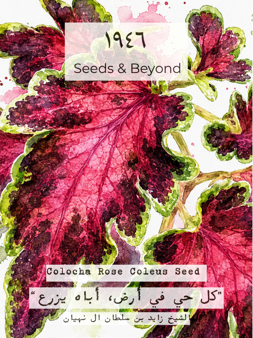 Colocha Rose Coleus Seed