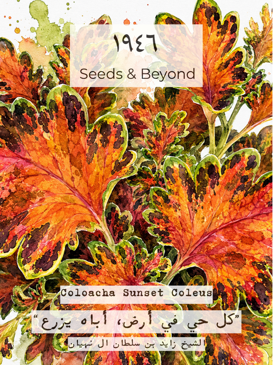 Coloacha Sunset Coleus