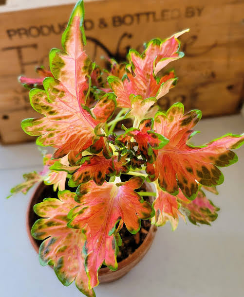 Coloacha Sunset Coleus
