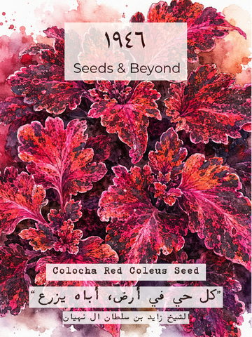 Colocha Red Coleus Seed