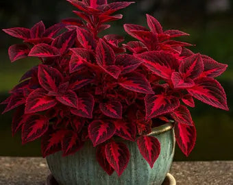 Colocha Red Coleus Seed