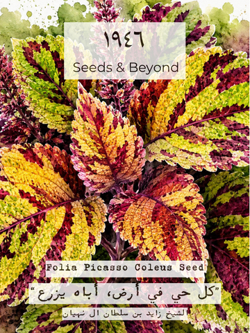 Folia Picasso Coleus Seed