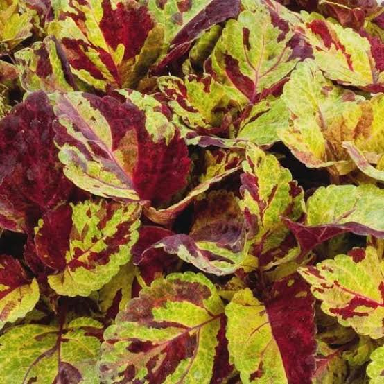Folia Picasso Coleus Seed