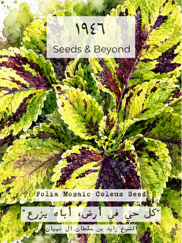 Folia mosaic Coleus Seed