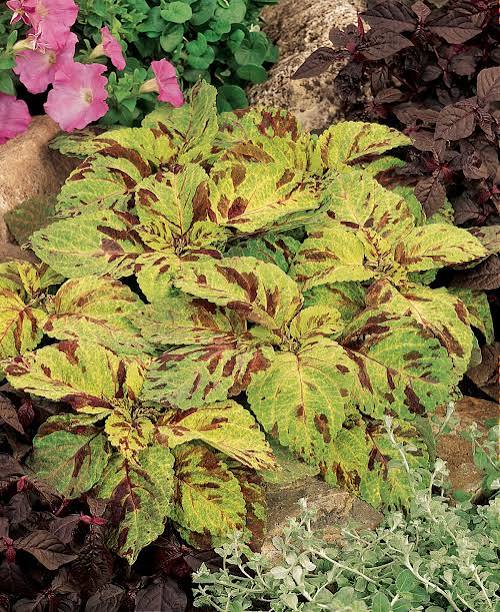 Folia mosaic Coleus Seed