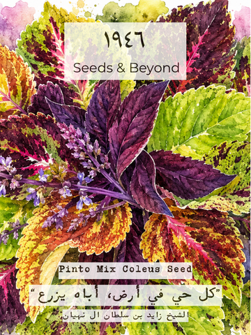 Pinto Mix Coleus Seed