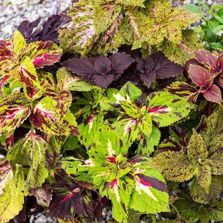 Pinto Mix Coleus Seed