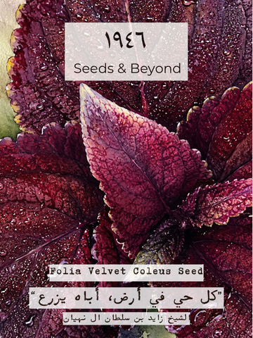 Folia Velvet Coleus Seed
