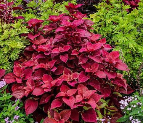 Folia Velvet Coleus Seed