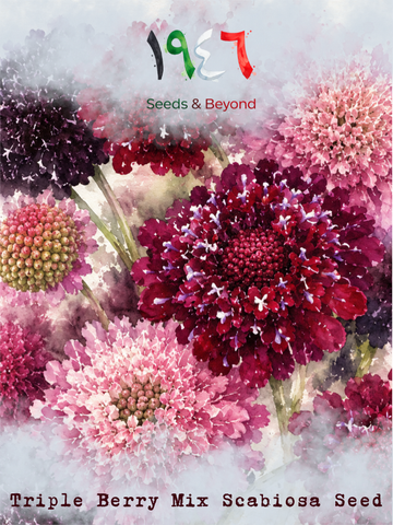 Triple Berry Mix
Scabiosa Seed