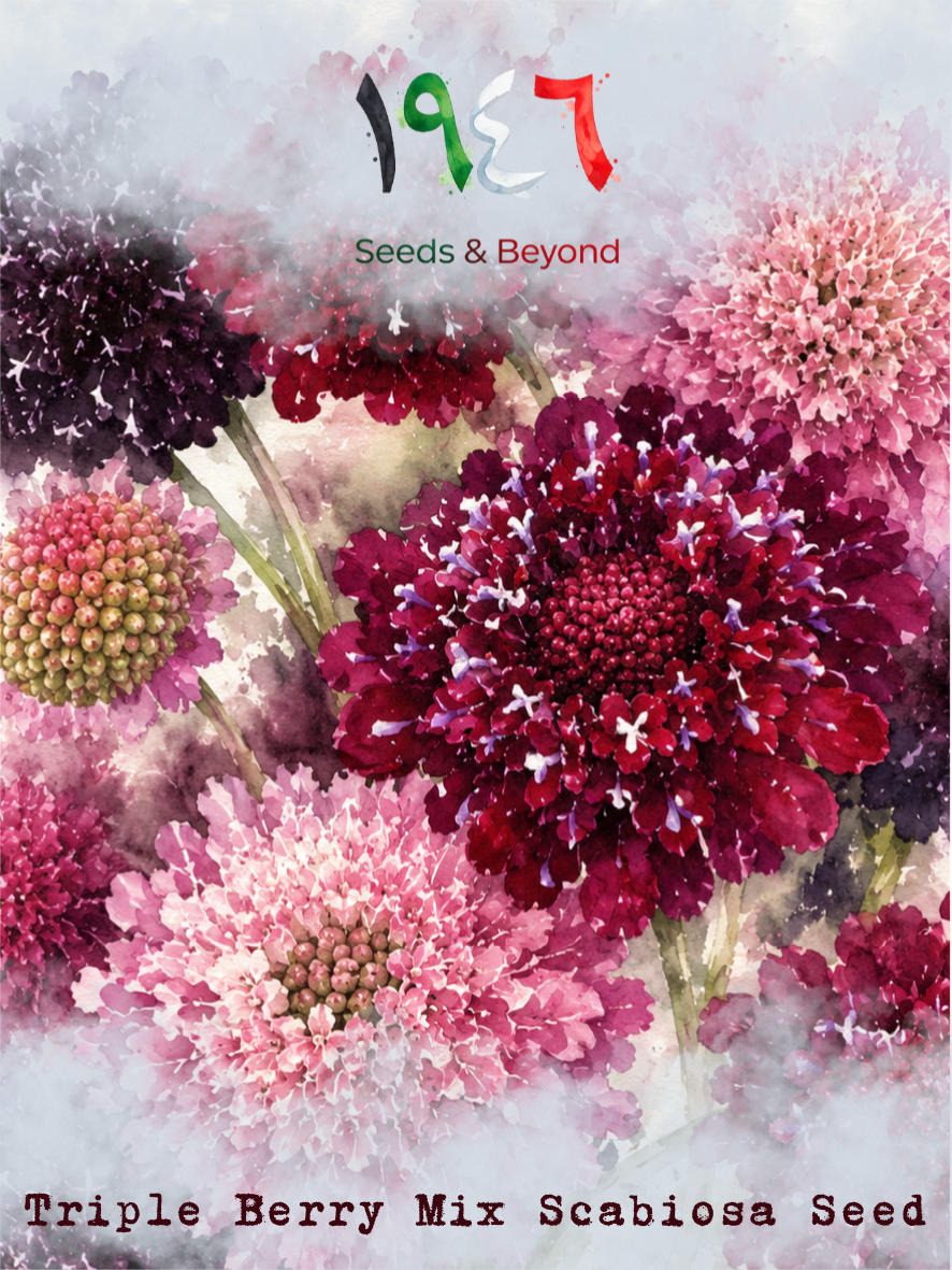 Triple Berry Mix
Scabiosa Seed