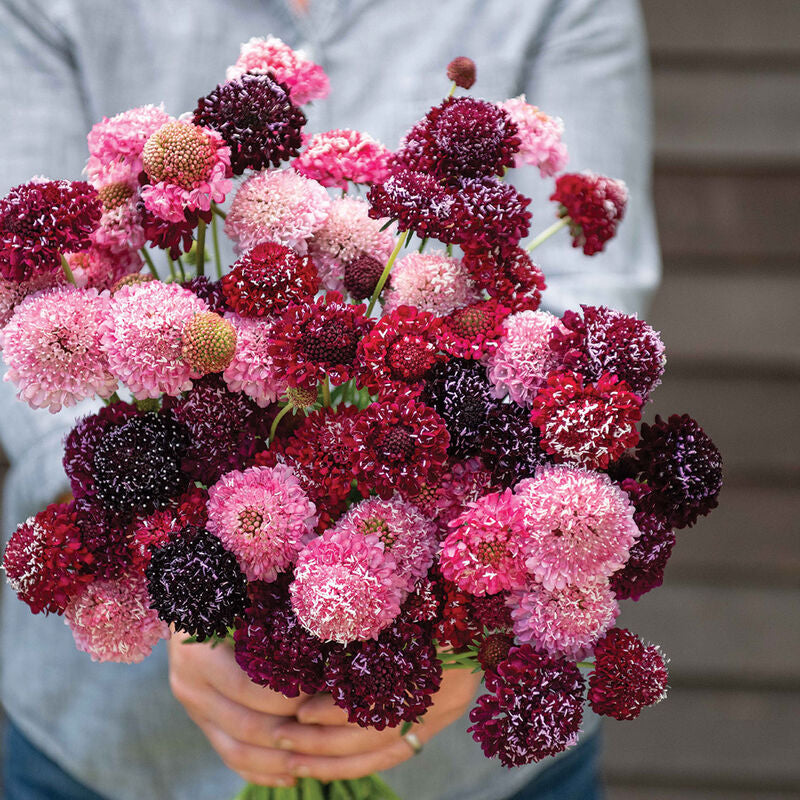 Triple Berry Mix
Scabiosa Seed
