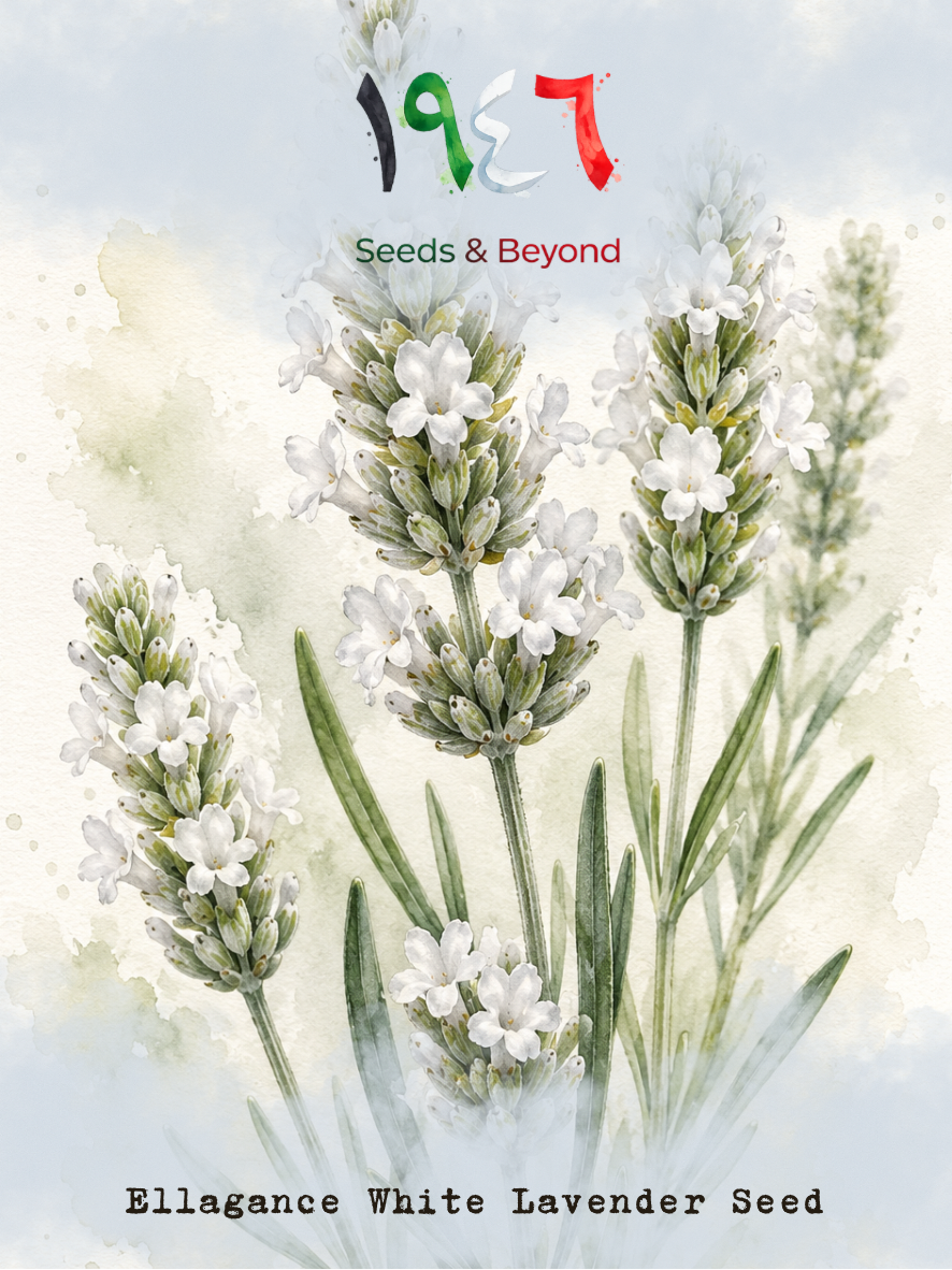 Ellagance White
Lavender Seed