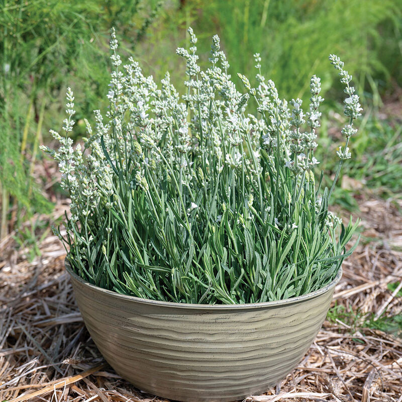 Ellagance White
Lavender Seed