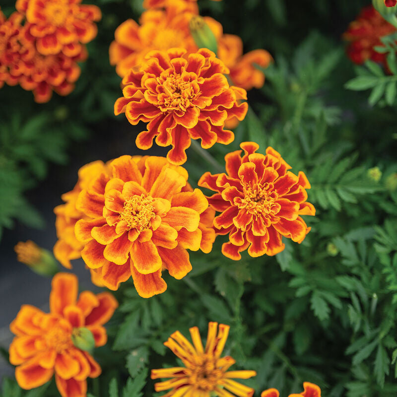 Durango Flame
Marigold Seed