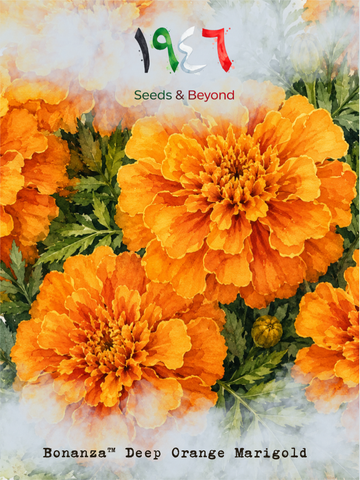 Bonanza™ Deep Orange
Marigold Seed