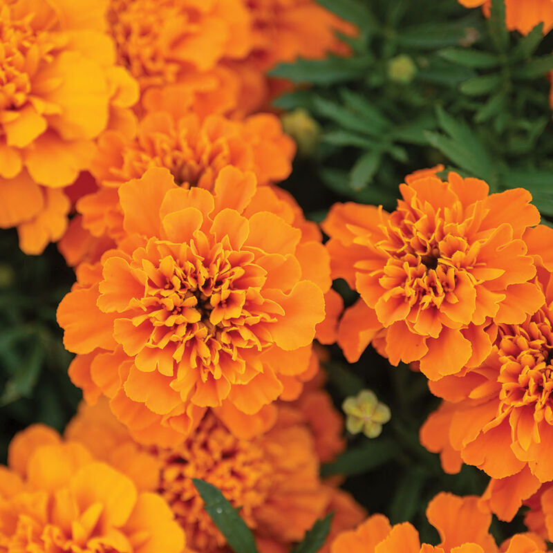 Bonanza™ Deep Orange
Marigold Seed