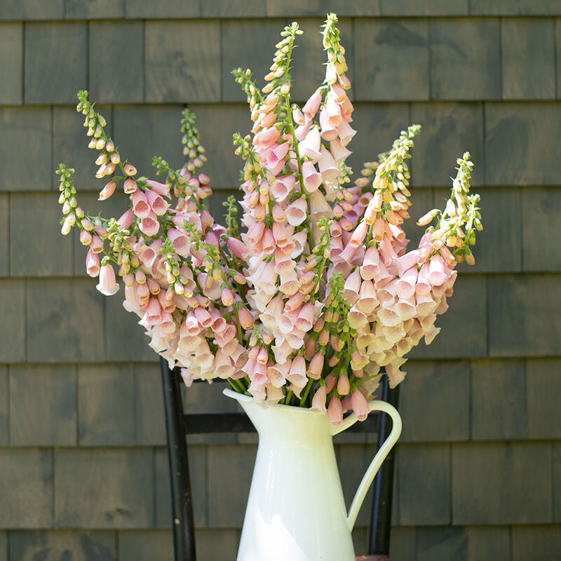 Pink Gin
Digitalis Seed