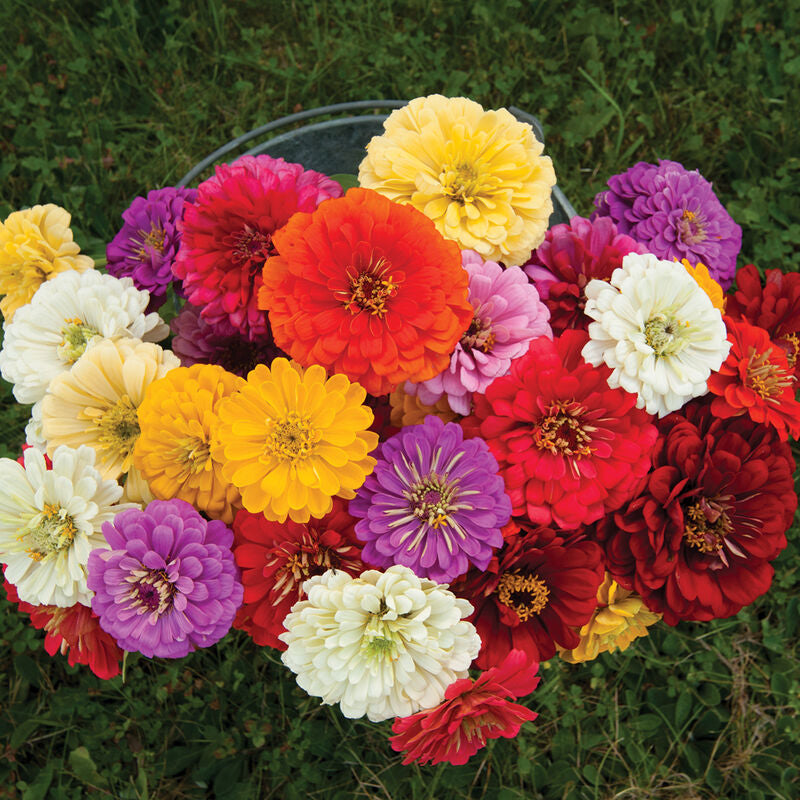 Giant Dahlia Flowered Mix
Zinnia Seed
