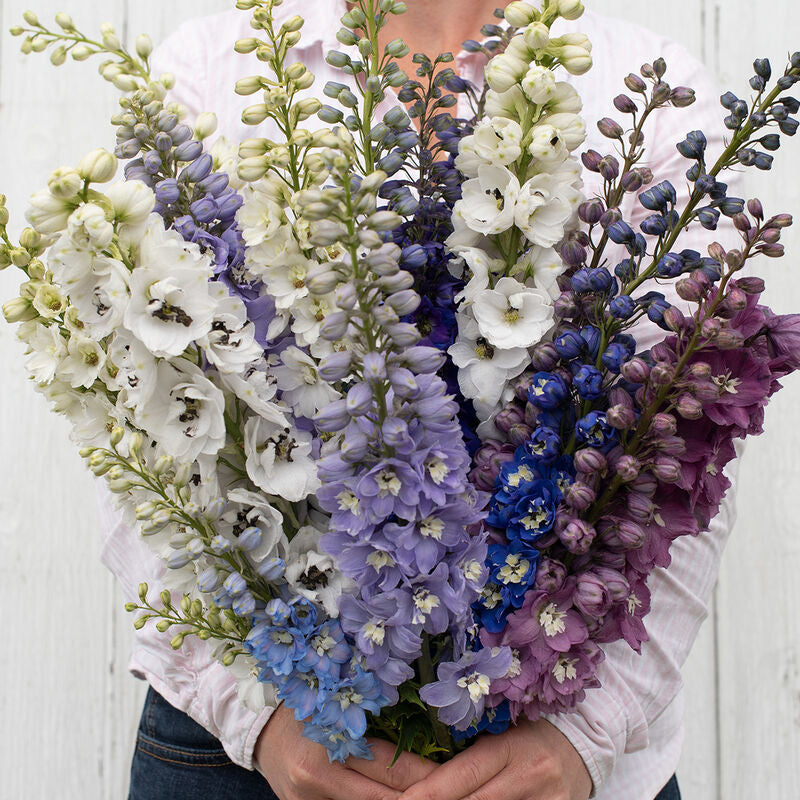 Magic Fountains Mix
Delphinium Seed