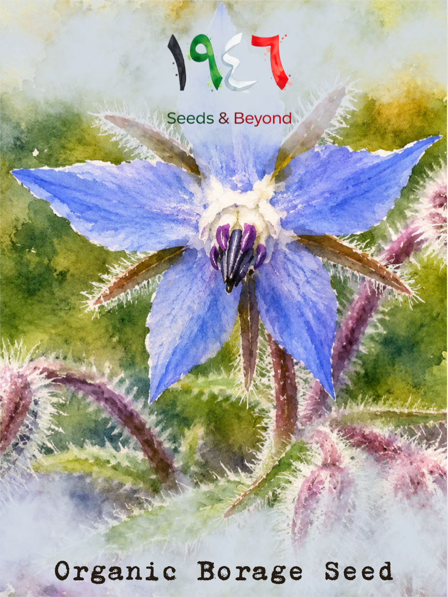 Organic Borage Seed